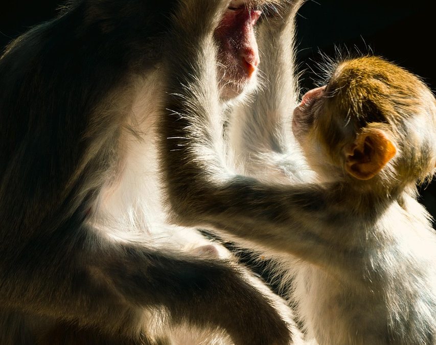 Peran Dinas Kesehatan dalam Mempercepat Penerbitan BPJS